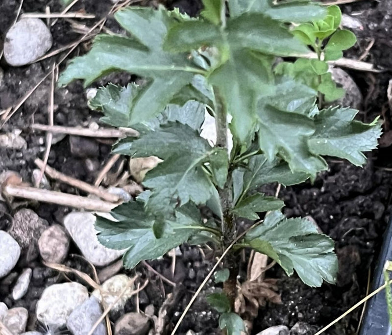 On voit un jeune aubépine aux feuilles typiquement lobées poussant dans de la terre sombre avec quelques pierres.