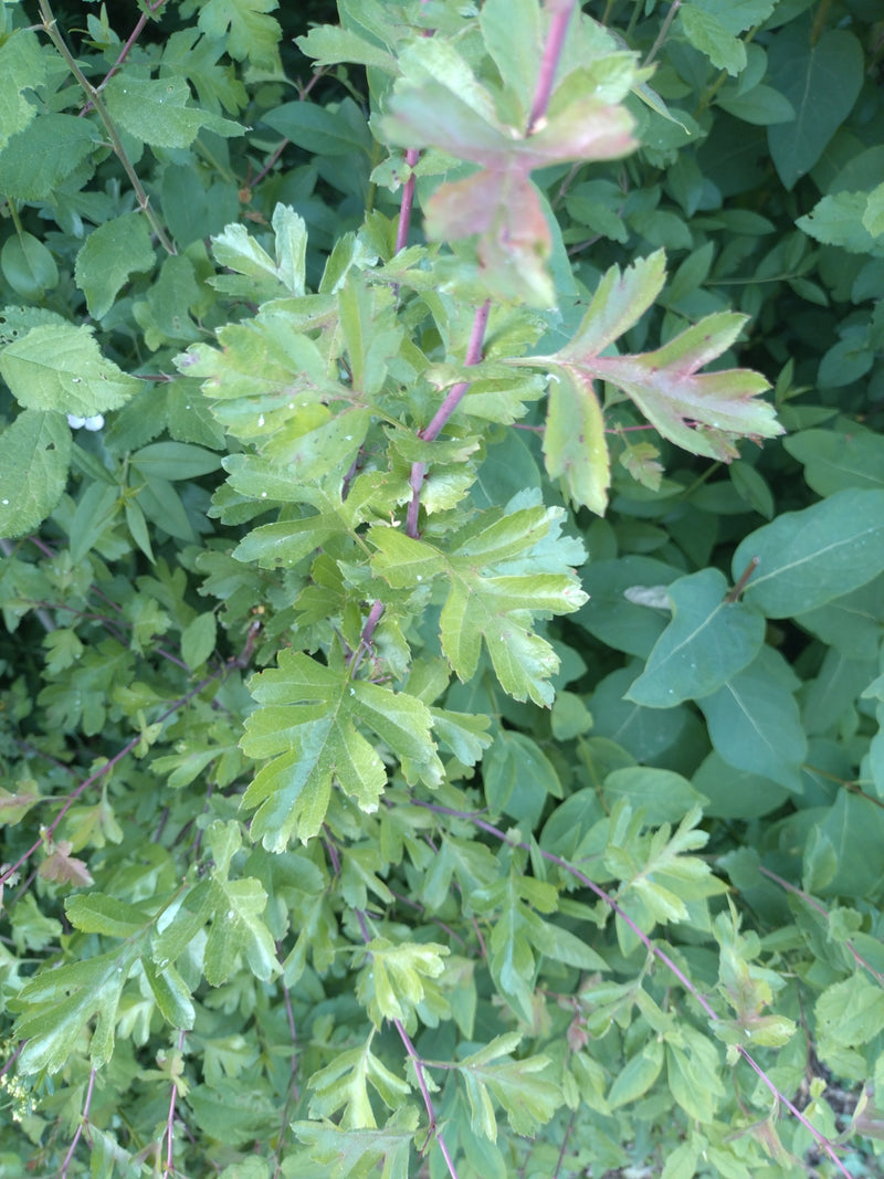 Aubépine — Bild 1