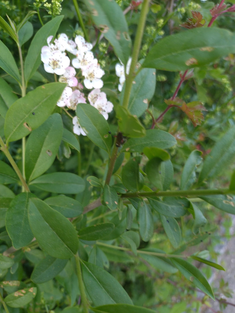 Aubépine — Bild 2