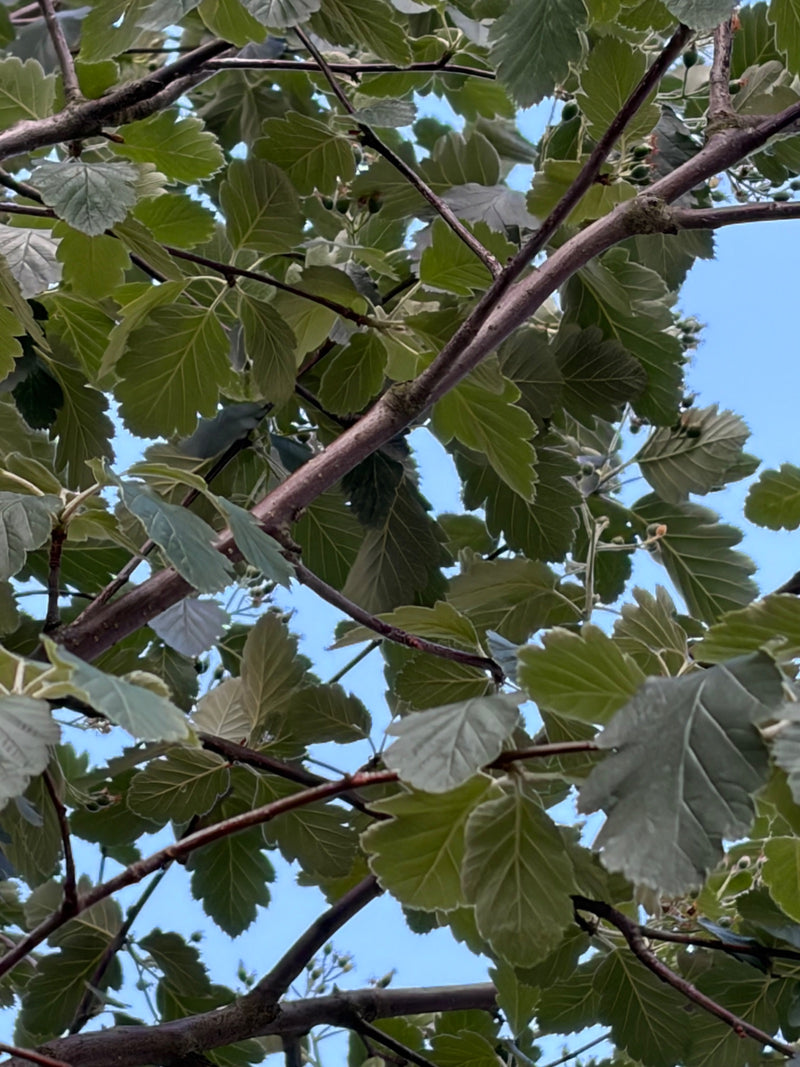 On aperçoit la branche ramifiée d'une aubépine aux feuilles lobées caractéristiques, prise en contre-plongée sur un ciel bleu clair.