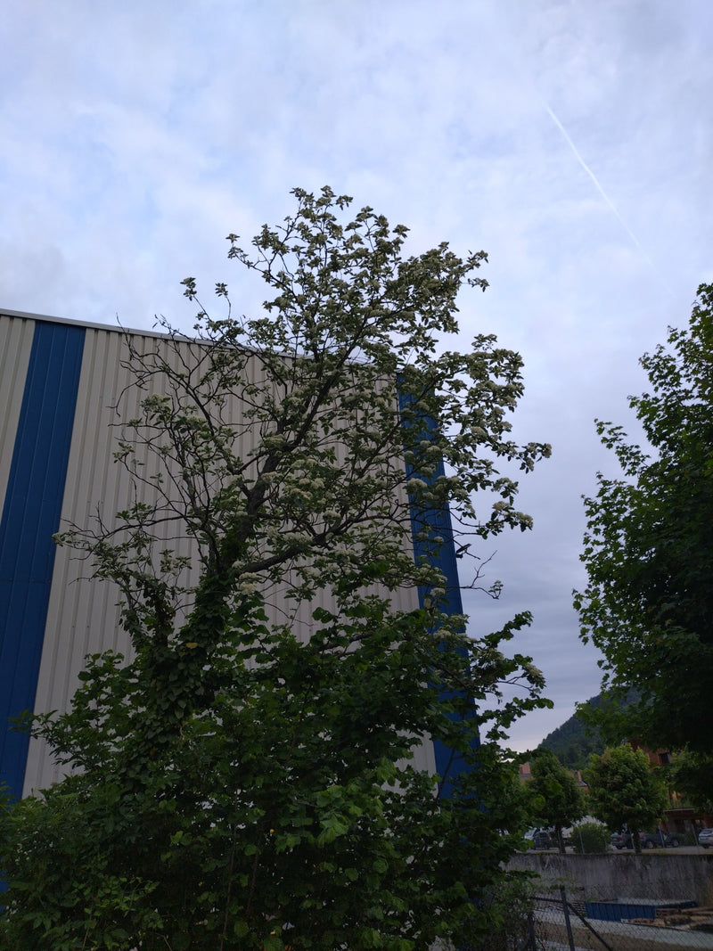 On voit un aubépine en fleurs devant un mur d'usine. La cime présente des fleurs blanches et des feuilles vertes.