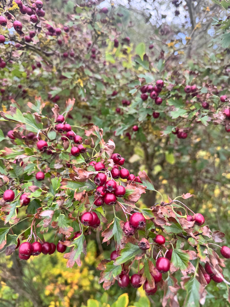 Des branches d'aubépine portent de nombreux fruits rouges mûrs au milieu de feuilles profondément lobées et partiellement fanées.