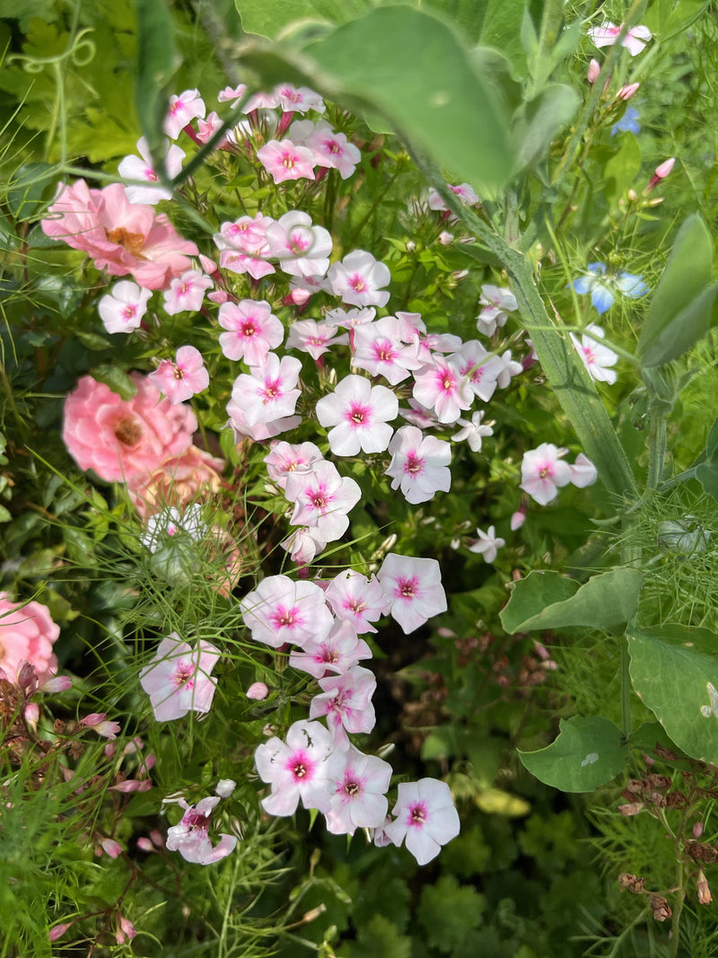 Phlox annuel (phlox d'été) — Bild 1