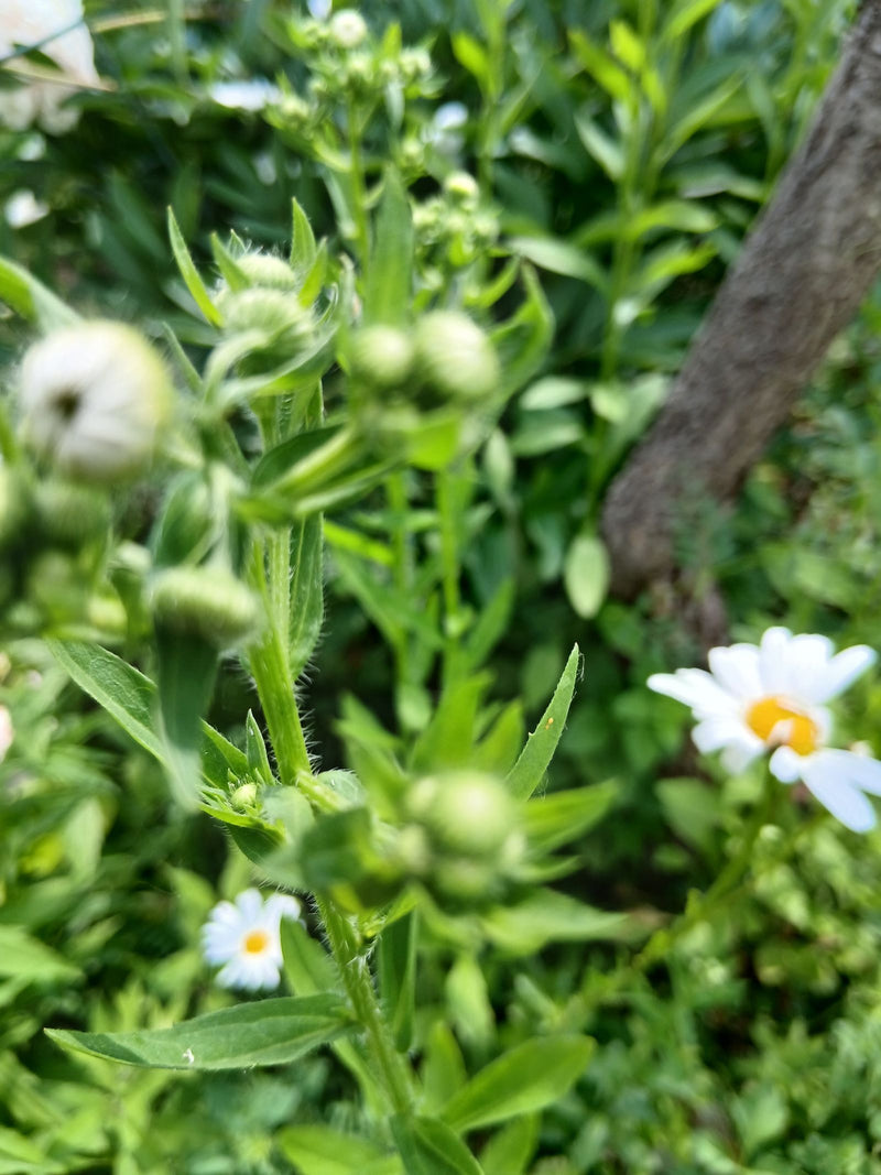 Fleabane — Bild 2