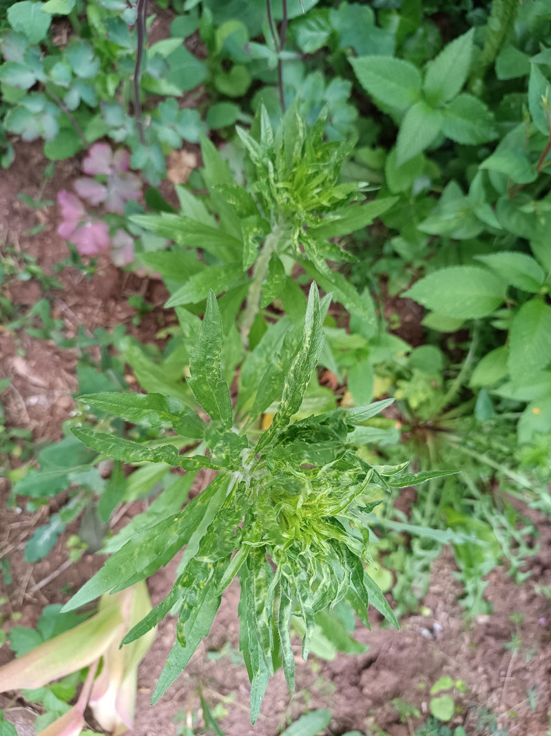 Fleabane — Bild 1