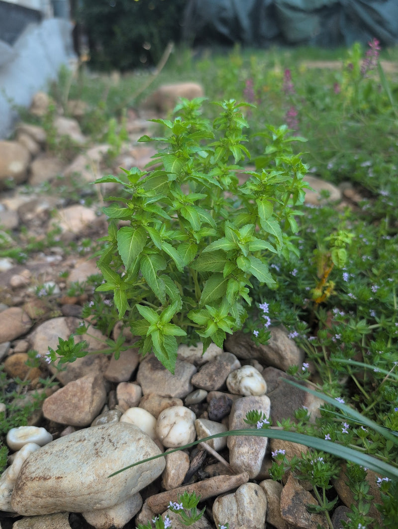 Guimauve annuelle — Bild 1