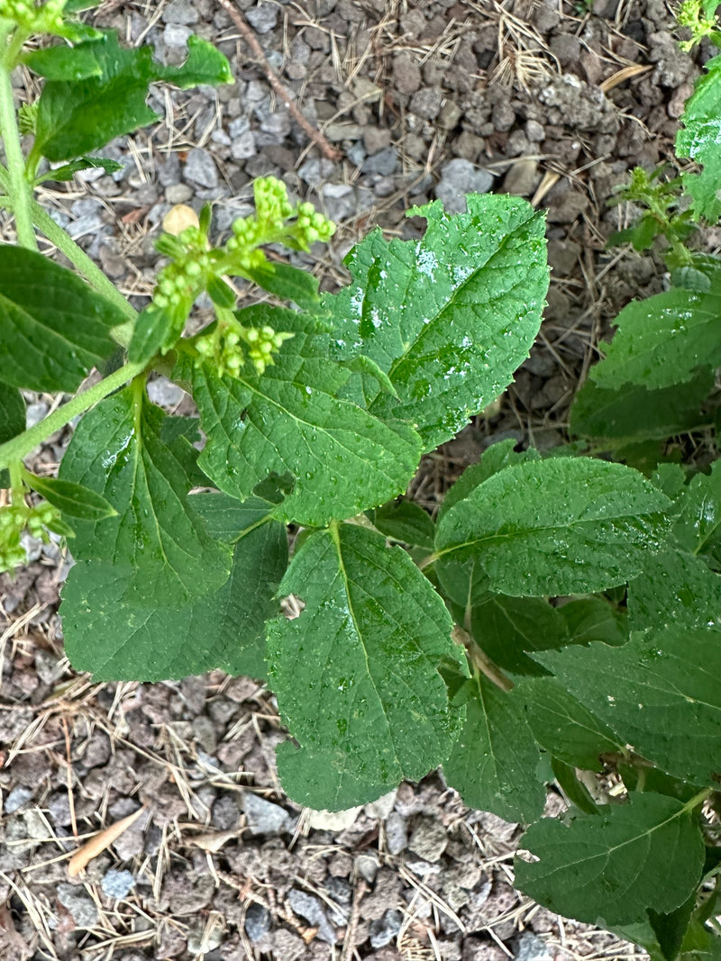 On voit une plante de mercuriale annuelle avec des feuilles vertes dentées et de petites inflorescences. Elle pousse sur un sol pierreux.