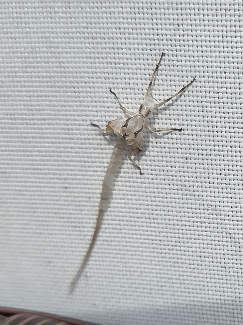 Éphémère — photo 1 sur 3
