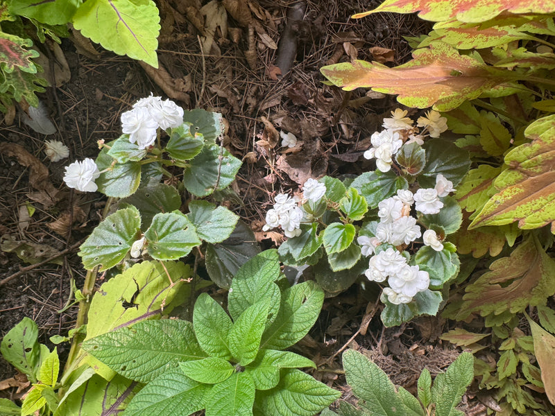 Un bégonia semperflorens en fleurs aux pétales blancs doubles pousse parmi d'autres plantes de jardin sur la terre.