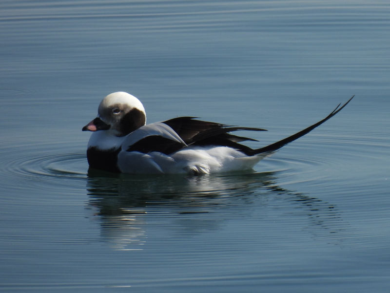 Canard à longue queue — Bild 1