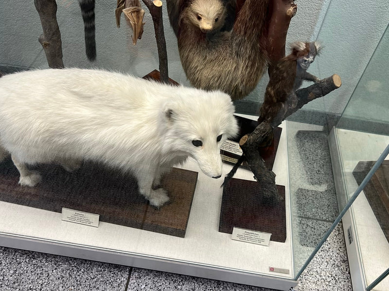 Renard arctique — photo 1 sur 1