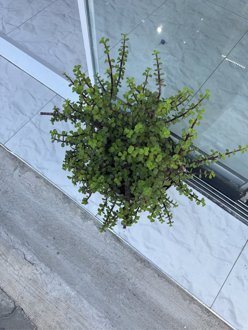Arbre éléphant — Bild 2