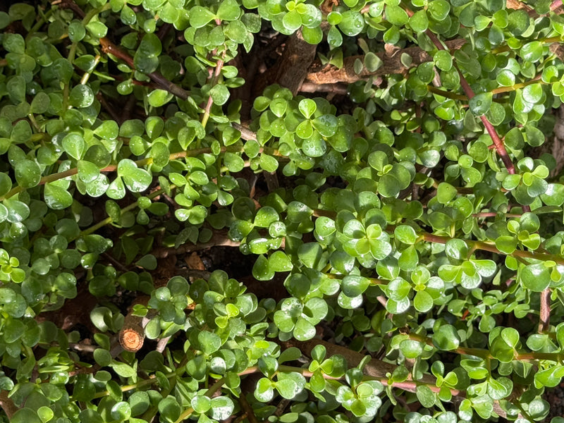 Rameaux densément ramifiés d'un arbre de jade nain avec de nombreuses petites feuilles vertes charnues, vus du dessus.