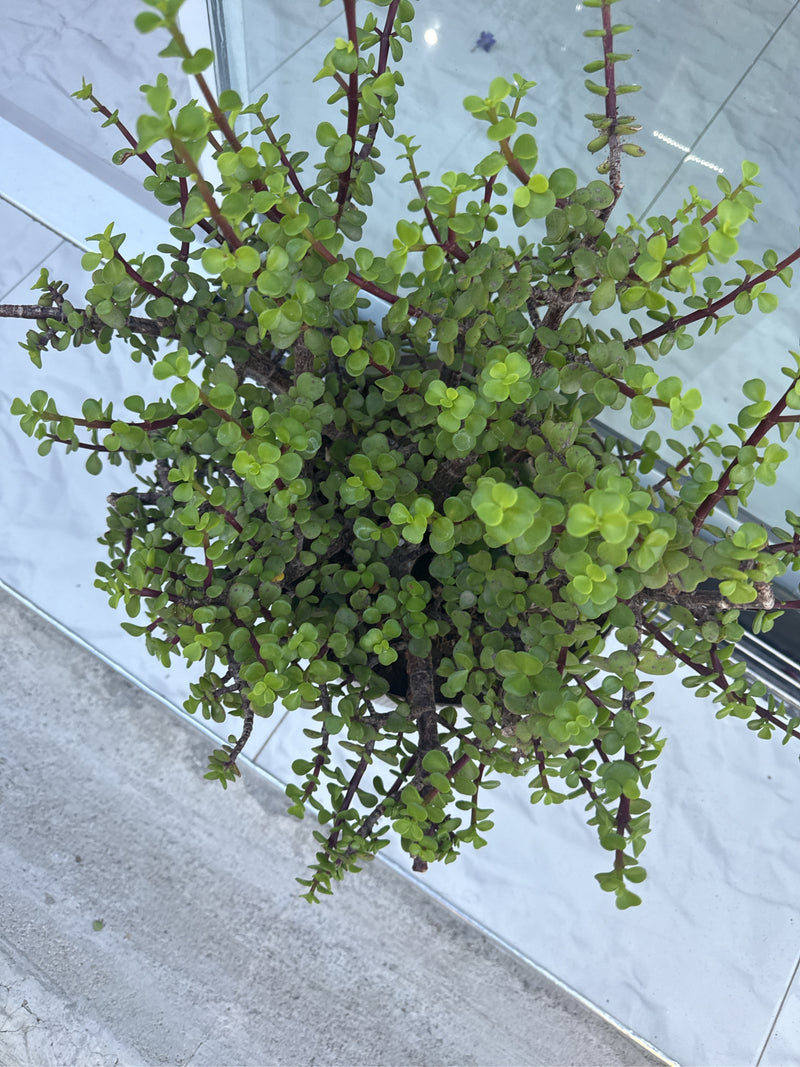 Arbre éléphant — Bild 1