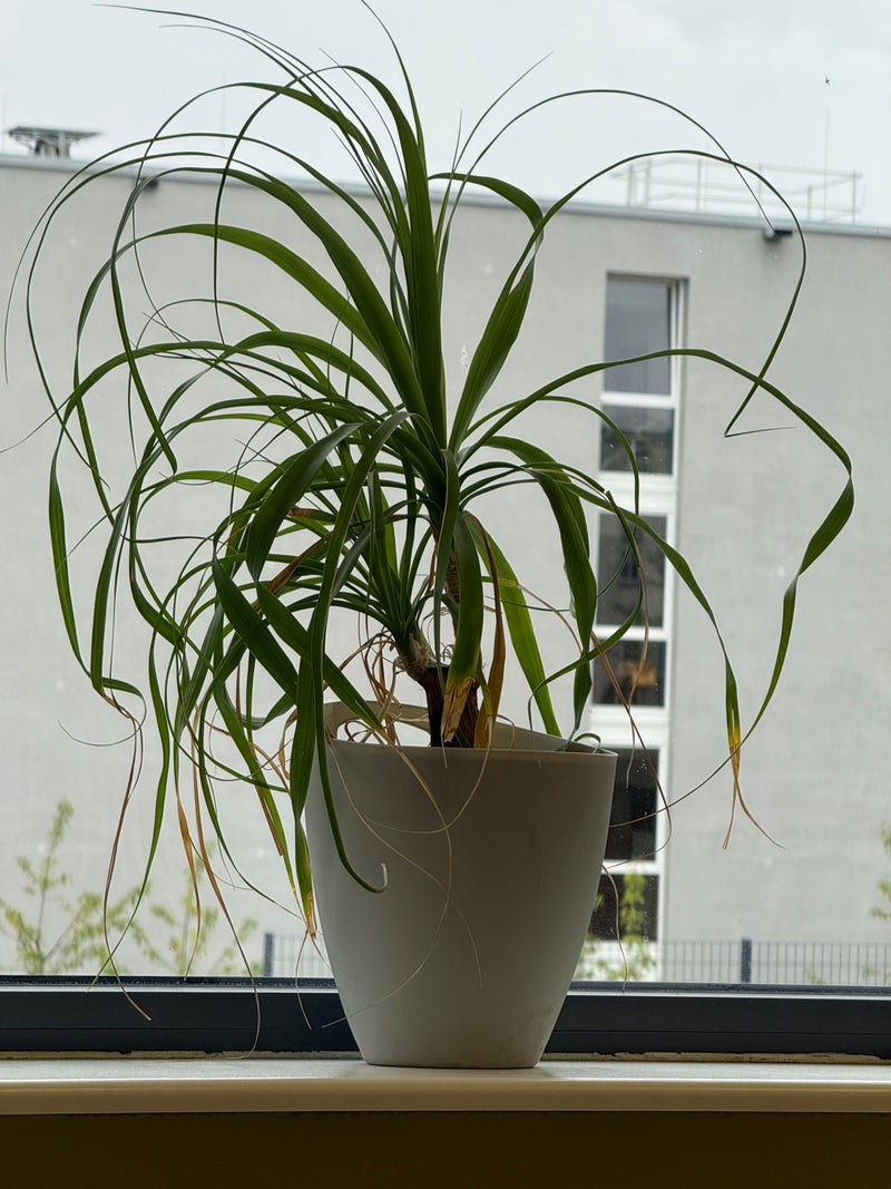 Un pied d'éléphant est visible dans un pot de fleurs clair. La plante se trouve sur un rebord de fenêtre devant un mur.