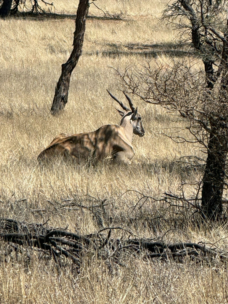 Elenantilope — photo 1 sur 1