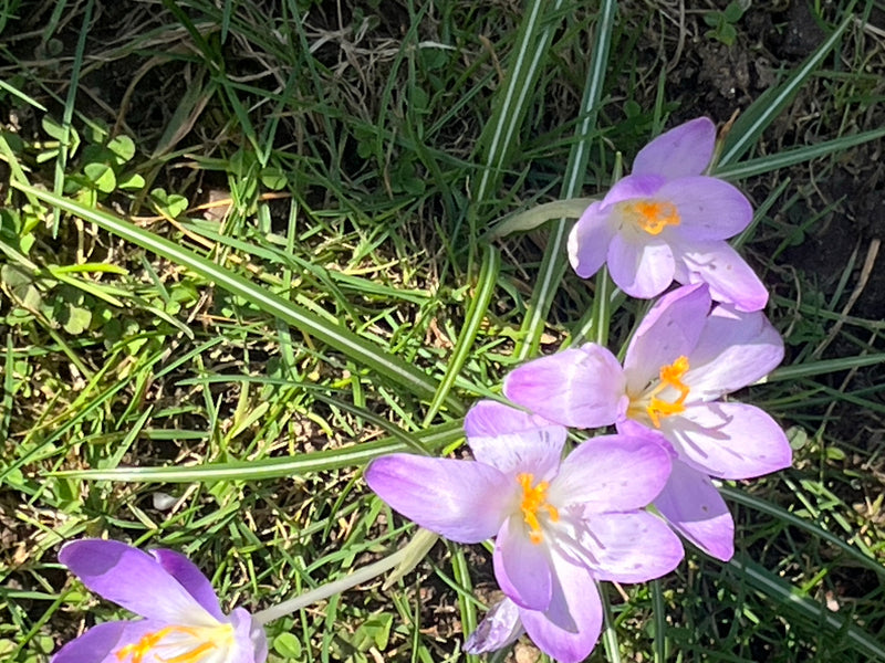Crocus elfe — Bild 2
