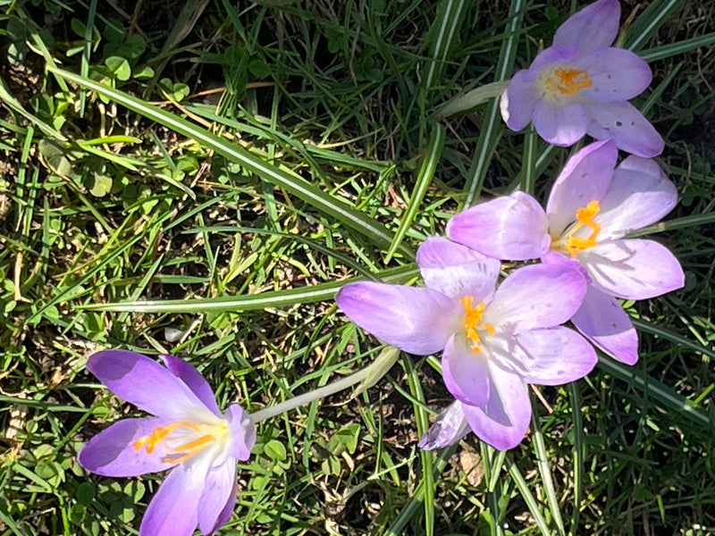 Crocus elfe — Bild 1