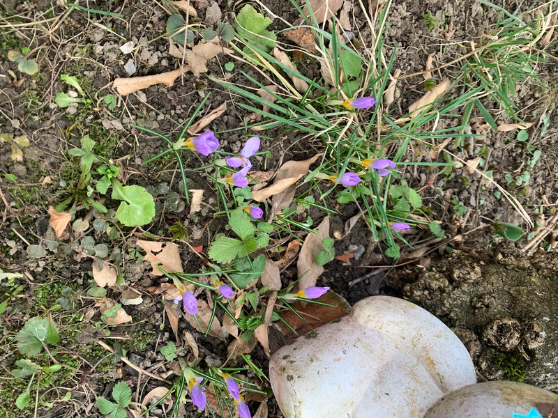 Crocus elfe — photo 3 sur 3