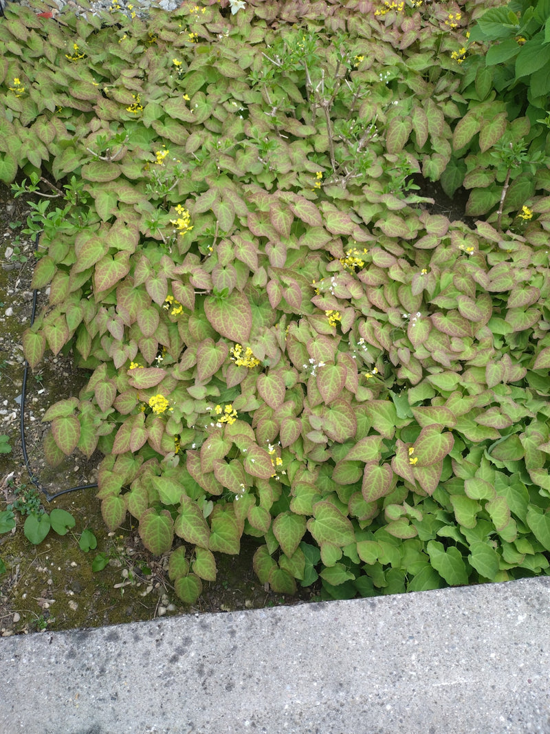 Fleur de fée — Bild 1