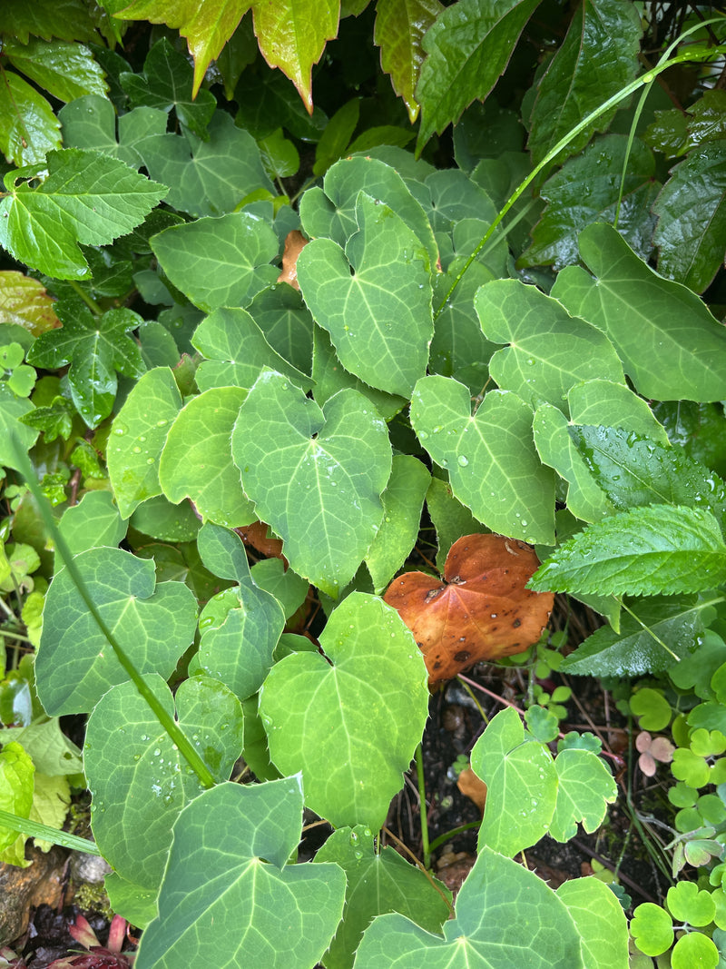 Fleur de fée — Bild 2