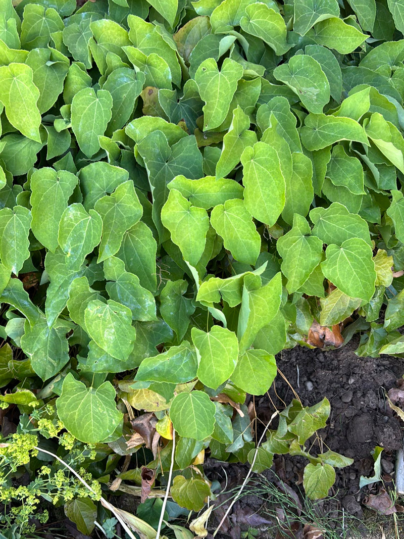 Fleur de fée — Bild 1