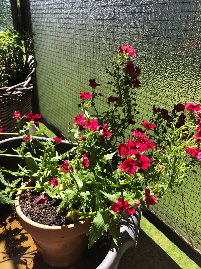 On peut voir une némésie en fleurs avec des fleurs rouges frappantes dans un pot de fleurs sur un balcon.
