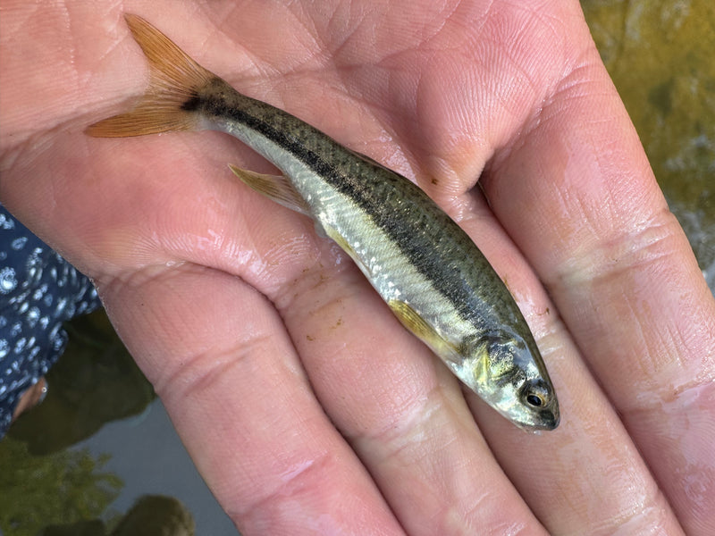L'image montre un vairon étendu à plat sur une main humaine. Le petit poisson présente la bande longitudinale sombre caractéristique.