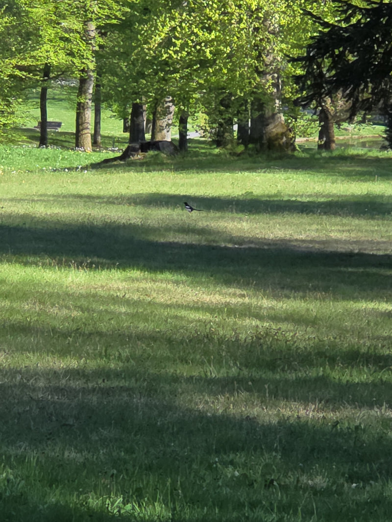 pie — Bild 2