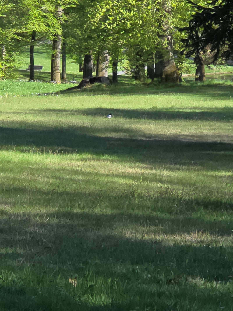 pie — Bild 1