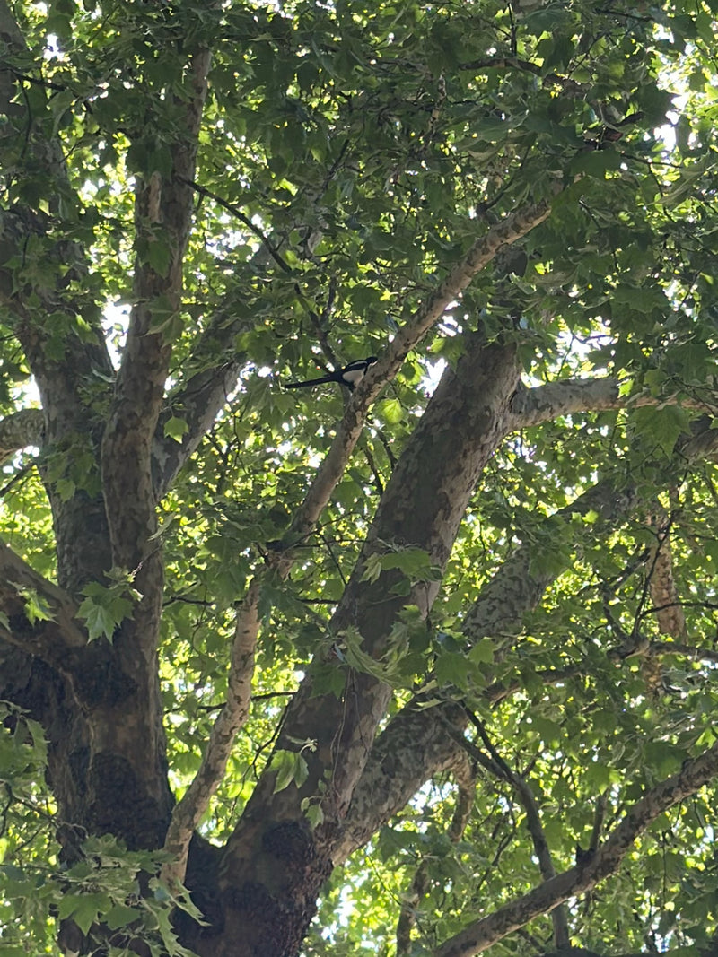 Une pie est assise dans les branches d'un grand arbre. Elle est entourée d'un feuillage dense.