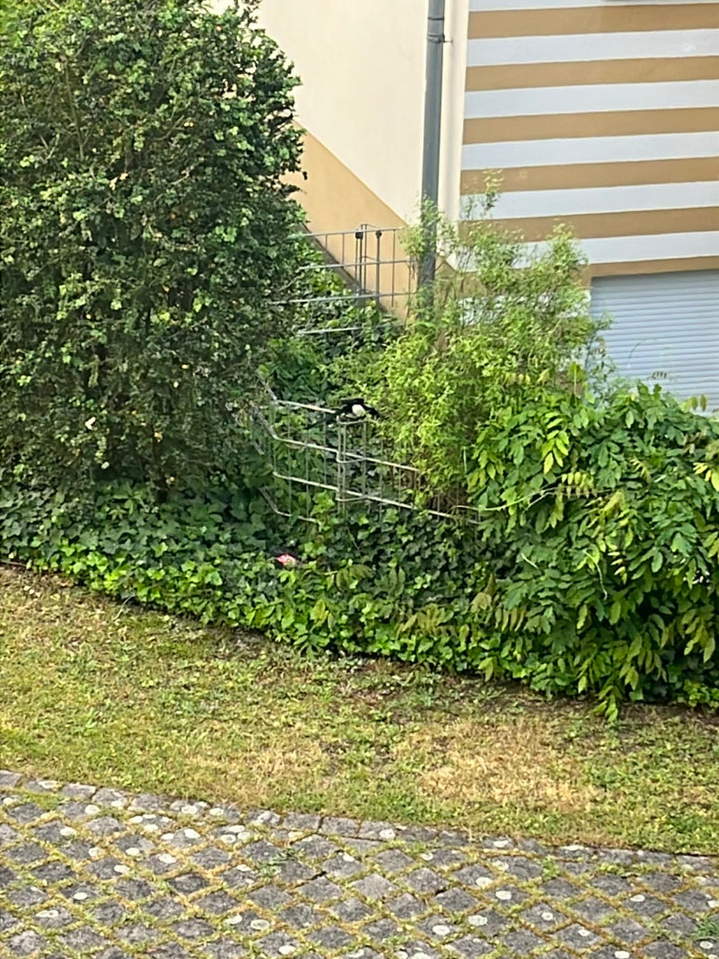 Une pie est assise sur une structure métallique au milieu d'une verdure luxuriante et d'arbustes dans un jardin.