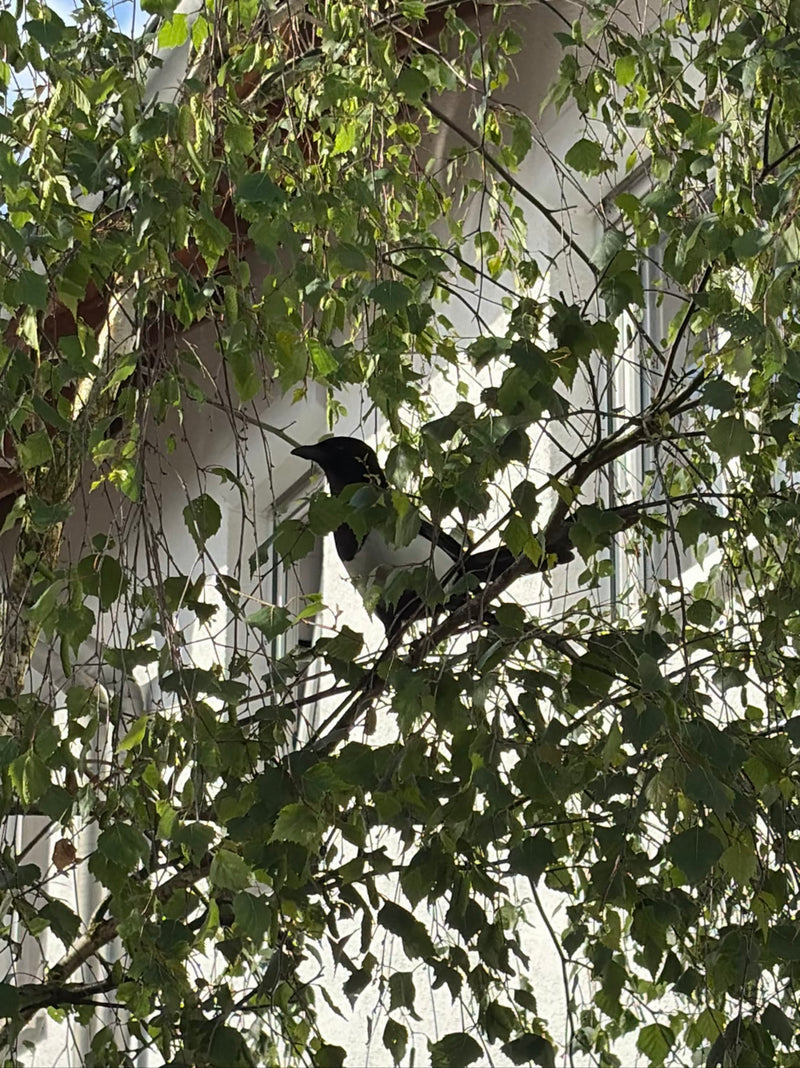 Une pie est assise au milieu du feuillage vert sur la branche d'un arbre. Le plumage noir et blanc typique de l'oiseau est clairement visible.