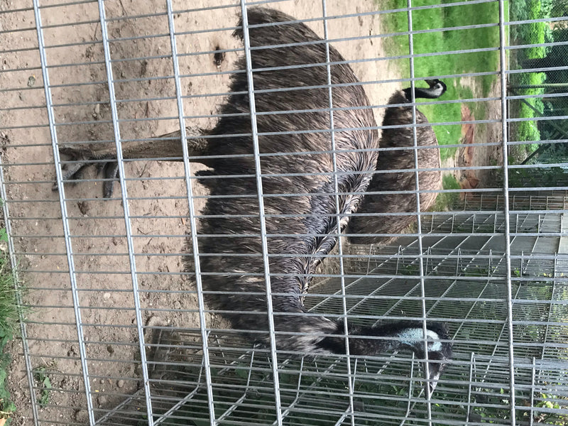 Emu — photo 1 sur 1