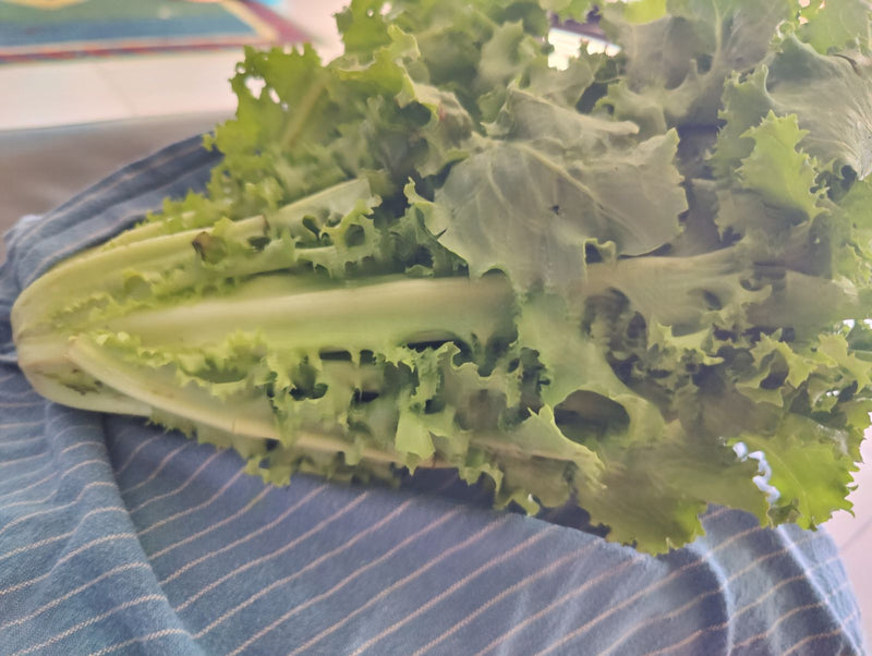 On voit une chicorée frisée fraîche avec des feuilles typiquement découpées. Elle repose sur un fond rayé bleu et blanc.