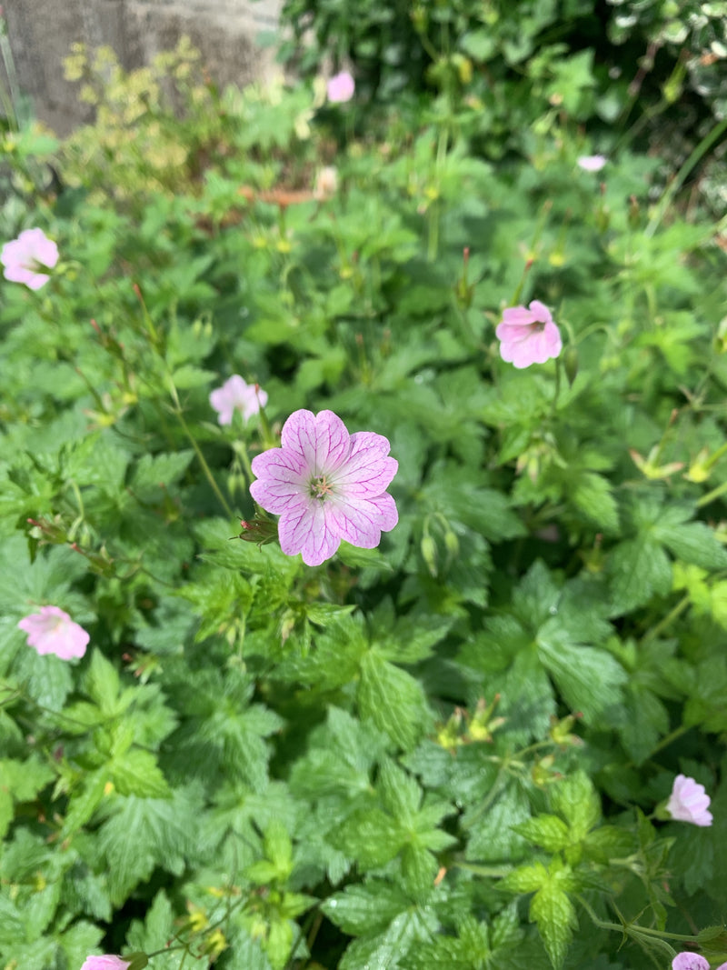 Endress géranium sanguin — Bild 1