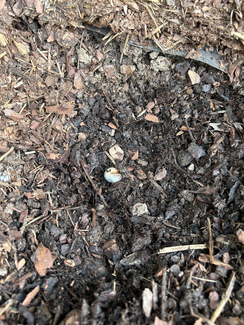 scarabée — Bild 1