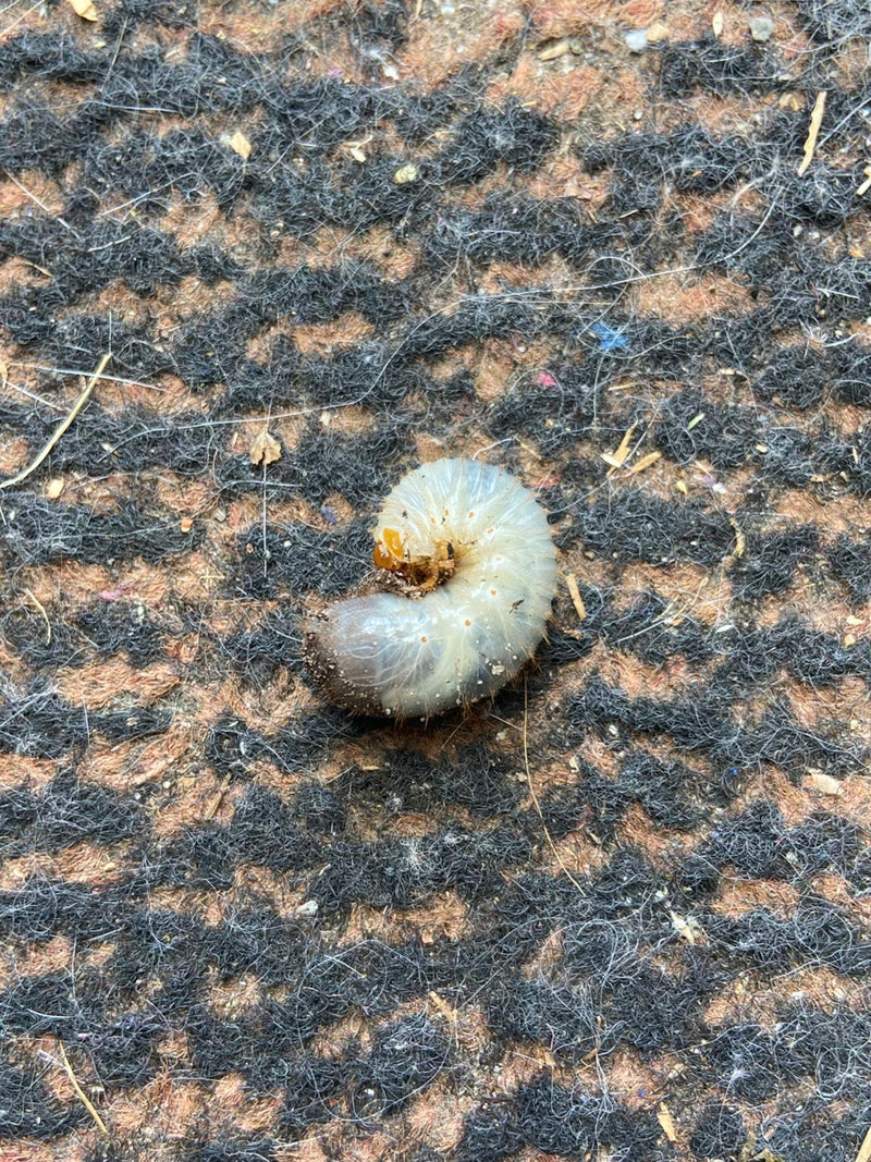 On aperçoit la larve en forme de C d'un scarabée (vers blanc) sur un tapis à motifs. L'animal est posé à plat sur le sol.
