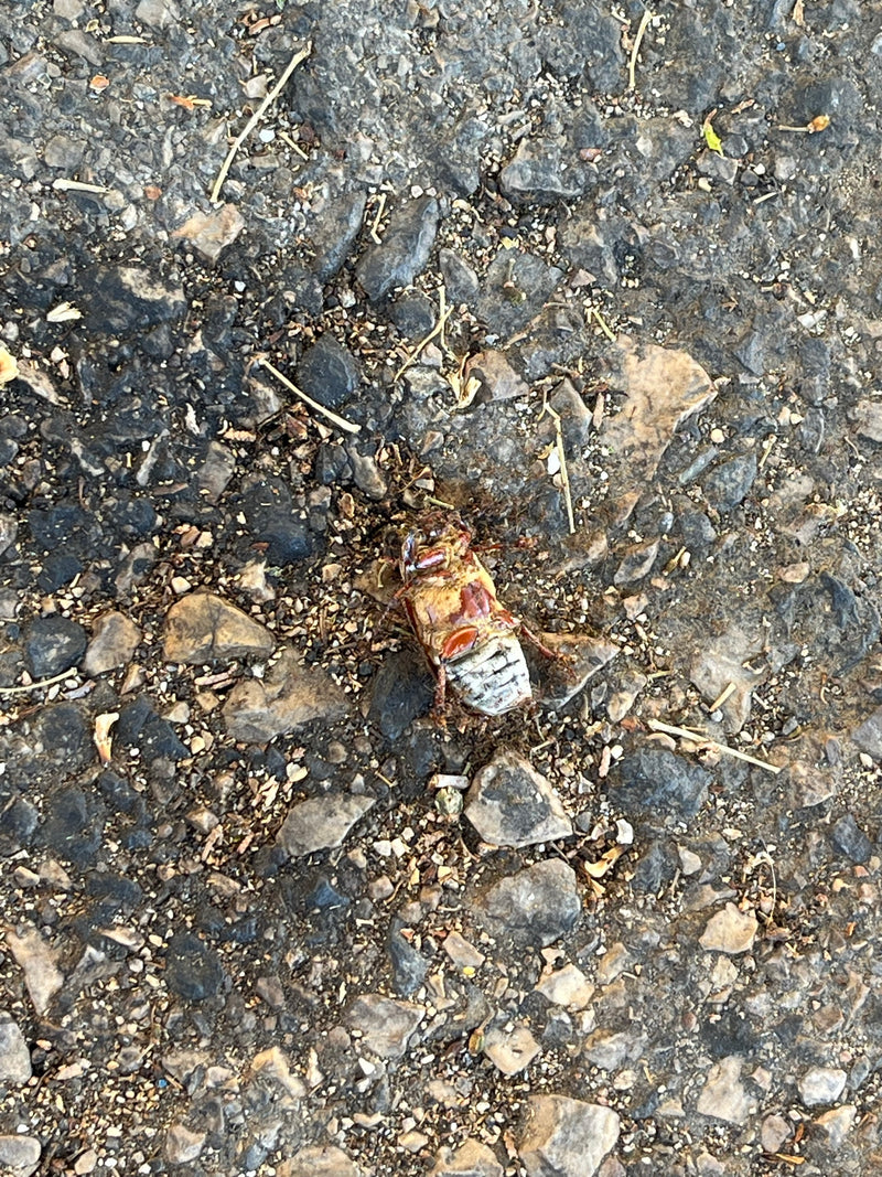 Un scarabée est posé sur un sol pierreux, vu de dessous. L'insecte est bien reconnaissable.