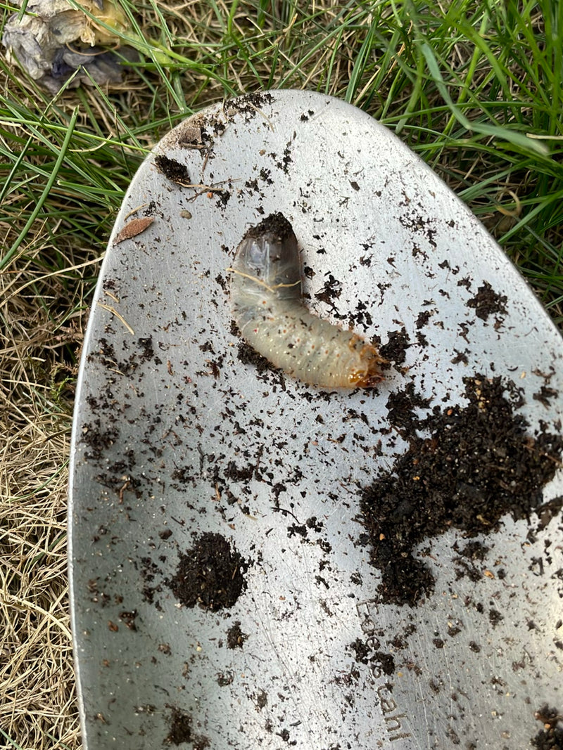 La larve courbée d'un scarabée repose sur une pelle de jardin. L'animal est bien visible.