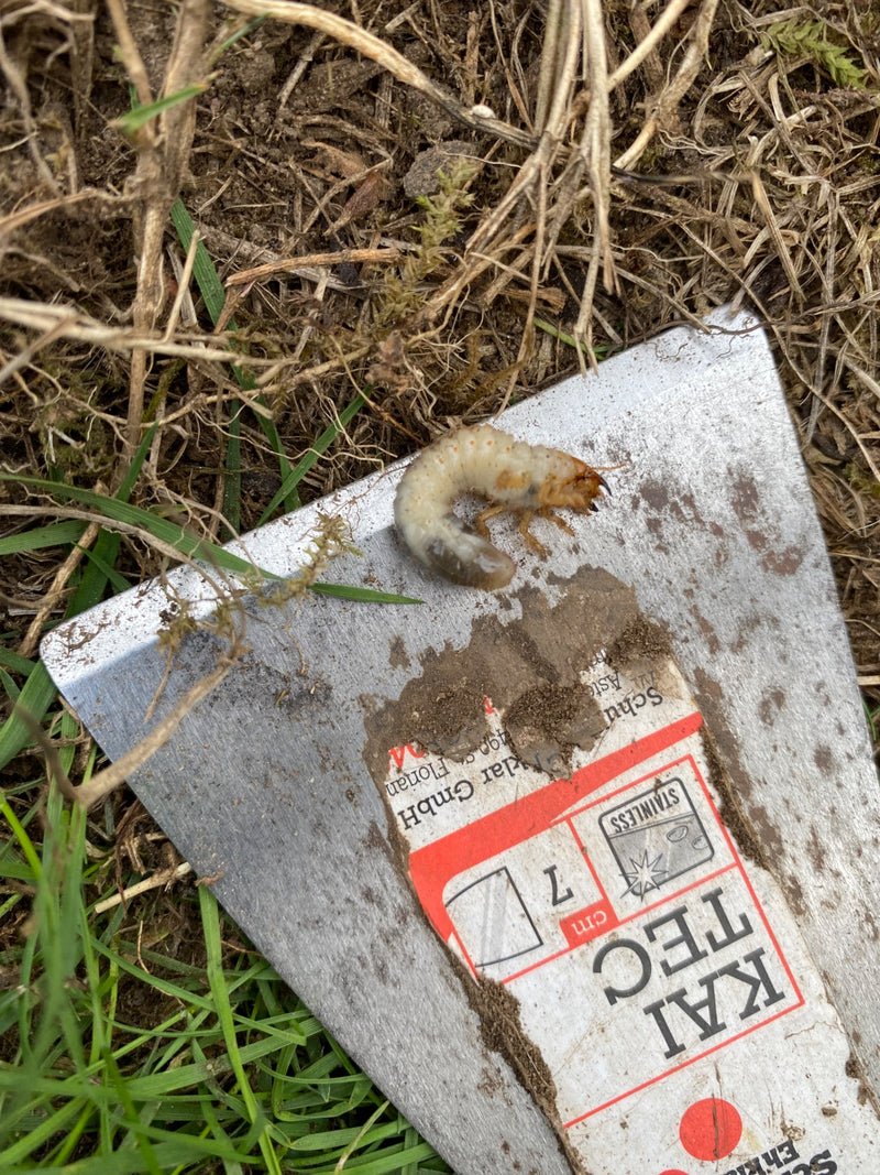 Une larve typique de scarabée (ver blanc) repose sur une pelle de jardin en métal. L'outil est entouré d'herbe et de terre.