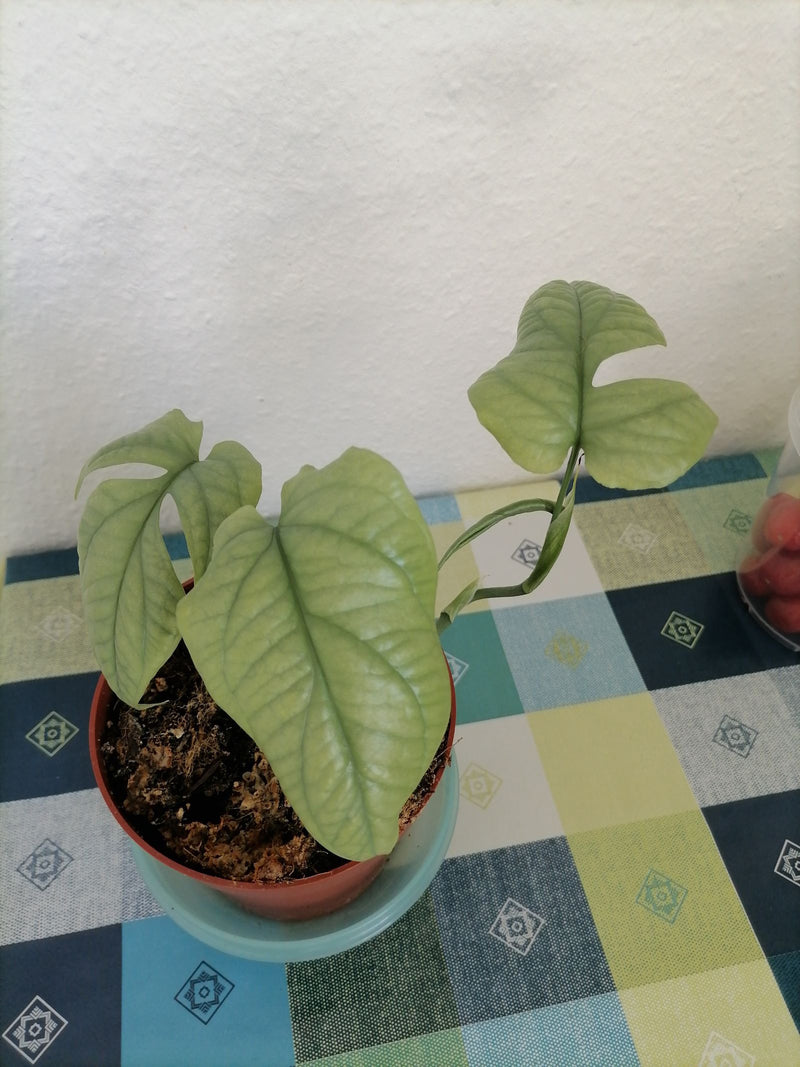 Epipremnum pinnatum 'Cebu Bleu' — Bild 1