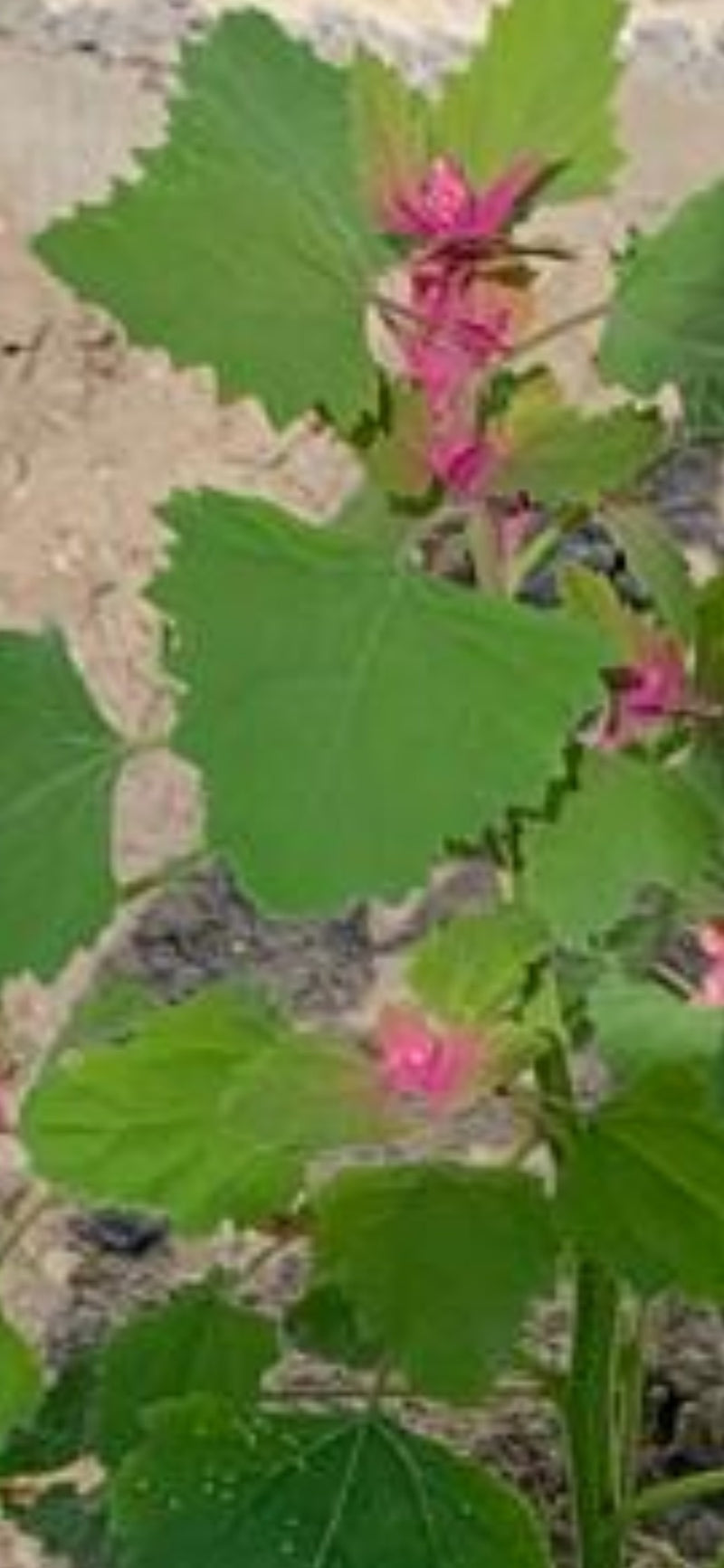 Épinards aux fraises — Bild 1