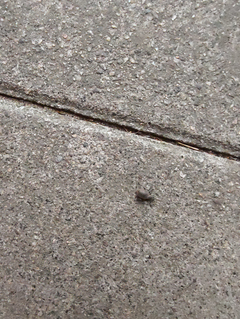 Un petit otiorhynque du fraisier est posé sur des dalles de pierre grise, vu du dessus. L'insecte est reconnaissable mais relativement petit.