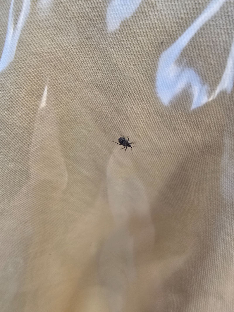 Un seul otiorhynque du fraisier est posé sur un tissu clair à motifs. L'insecte est bien visible.