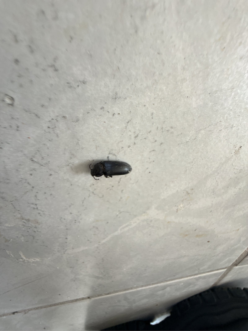 Un seul otiorhynque du fraisier est visible vu du dessus sur une surface de carrelage clair.