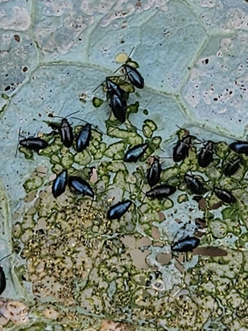 Altises (genre Phyllotreta) — photo 1 sur 8