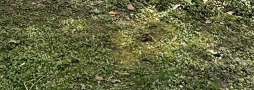 Crapaud commun — Bild 3
