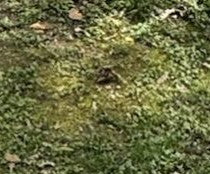 Crapaud commun — Bild 2
