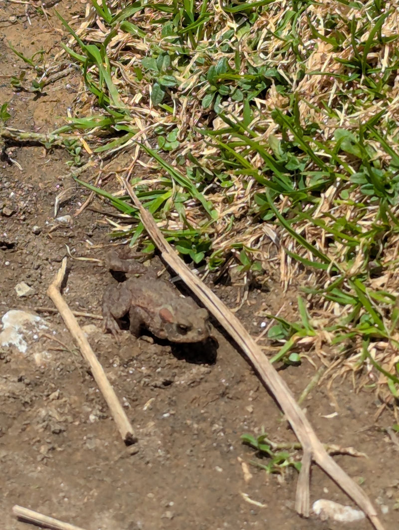 Crapaud commun — Bild 1